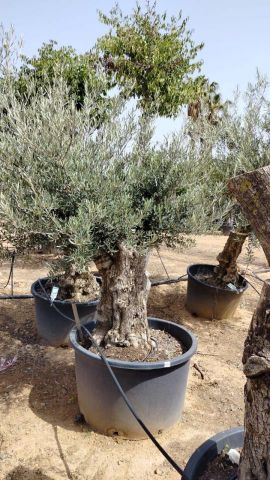 OLEA EUROPAEA BONSAI C285-450L 80/100 HT200/250