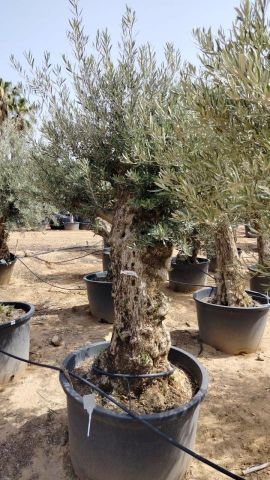 OLEA EUROPAEA BONSAI C285-450L 80/100 HT200/250