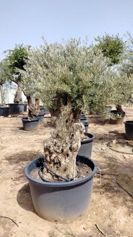 OLEA EUROPAEA BONSAI C285-450L 80/100 HT200/250