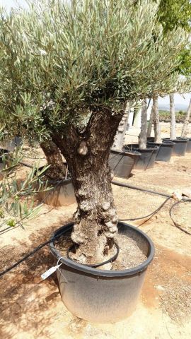 OLEA EUROPAEA BONSAI C285-450L 80/100 HT200/250