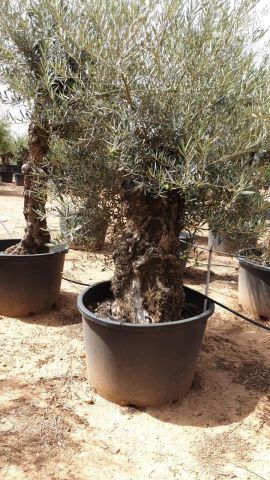 OLEA EUROPAEA BONSAI C285-450L 80/100 HT200/250