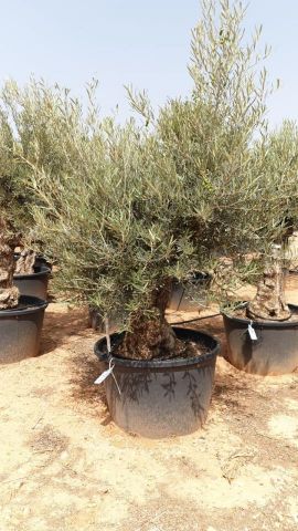 OLEA EUROPAEA BONSAI C285-450L 80/100 HT200/250