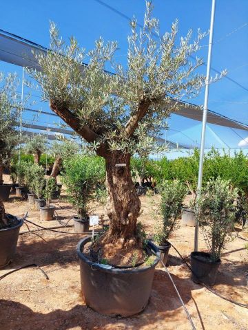 OLEA EUROPAEA BONSAI C285-450L 80/100 HT200/250