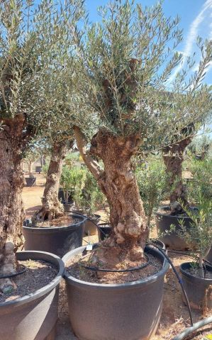OLEA EUROPAEA BONSAI C285-450L 80/100 HT200/250