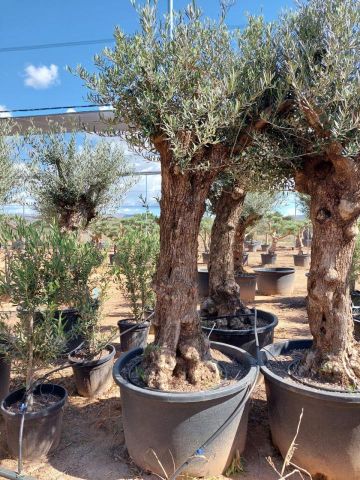OLEA EUROPAEA BONSAI C285-450L 80/100 HT200/250