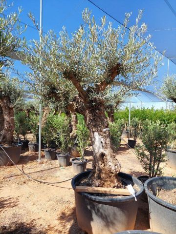 OLEA EUROPAEA BONSAI C285-450L 80/100 HT200/250