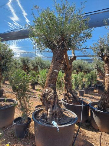 OLEA EUROPAEA BONSAI C285-450L 80/100 HT200/250