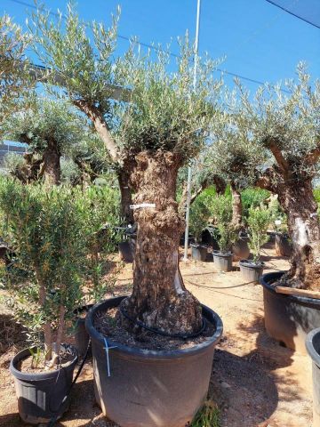 OLEA EUROPAEA BONSAI C285-450L 80/100 HT200/250