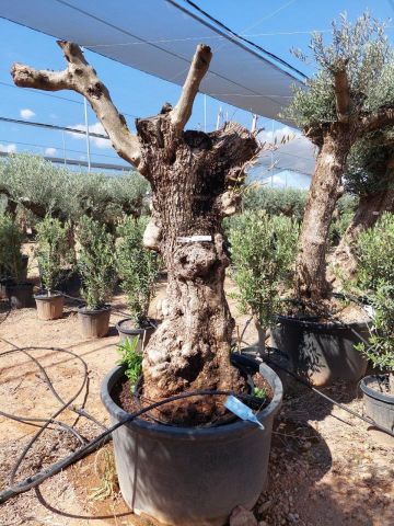 OLEA EUROPAEA BONSAI C285-450L 80/100 HT200/250