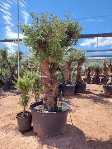 OLEA EUROPAEA BONSAI C285-450L 80/100 HT200/250