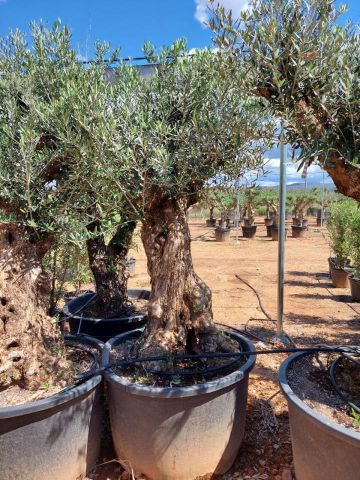 OLEA EUROPAEA BONSAI C285-450L 80/100 HT200/250