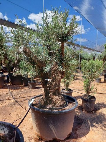 OLEA EUROPAEA BONSAI C285-450L 80/100 HT200/250