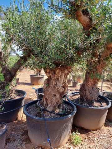 OLEA EUROPAEA BONSAI C285-450L 80/100 HT200/250