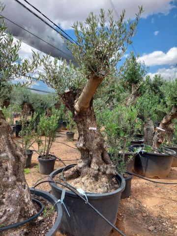 OLEA EUROPAEA BONSAI C285-450L 80/100 HT200/250