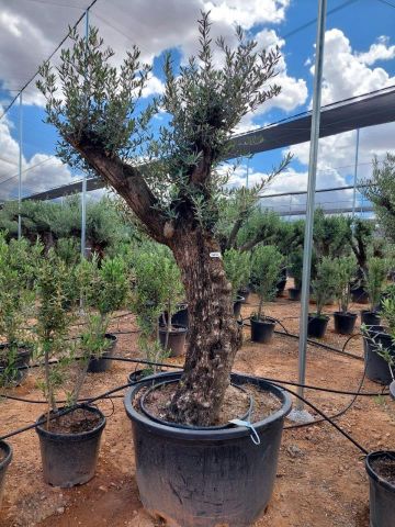 OLEA EUROPAEA BONSAI C285-450L 80/100 HT200/250