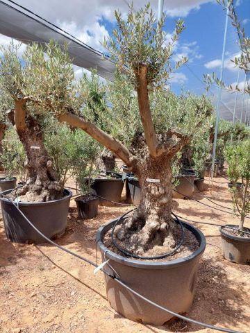 OLEA EUROPAEA BONSAI C285-450L 80/100 HT200/250