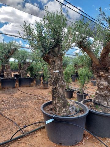 OLEA EUROPAEA BONSAI C285-450L 80/100 HT200/250