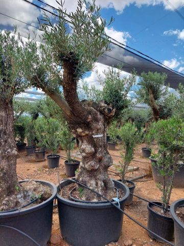OLEA EUROPAEA BONSAI C285-450L 80/100 HT200/250