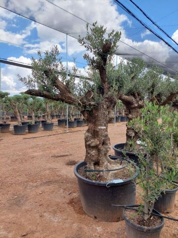 OLEA EUROPAEA BONSAI C285-450L 80/100 HT200/250