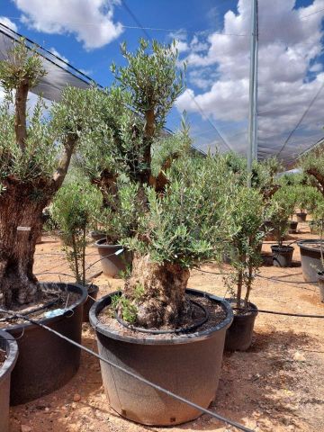 OLEA EUROPAEA BONSAI C285-450L 80/100 HT200/250