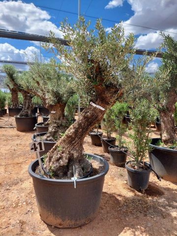 OLEA EUROPAEA BONSAI C285-450L 80/100 HT200/250