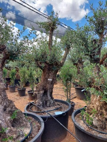 OLEA EUROPAEA BONSAI C285-450L 80/100 HT200/250