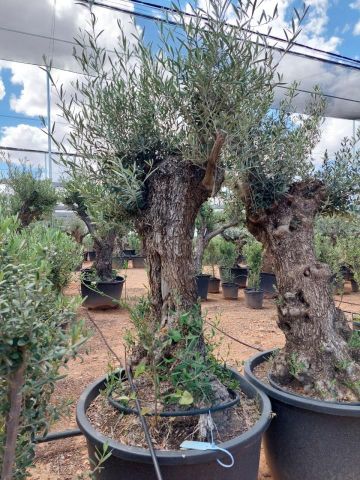 OLEA EUROPAEA BONSAI C285-450L 80/100 HT200/250