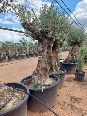 OLEA EUROPAEA BONSAI C285-450L 80/100 HT200/250