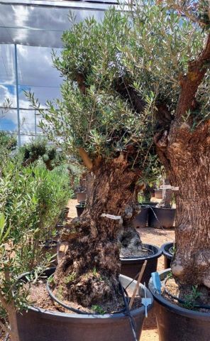 OLEA EUROPAEA BONSAI C285-450L 80/100 HT200/250