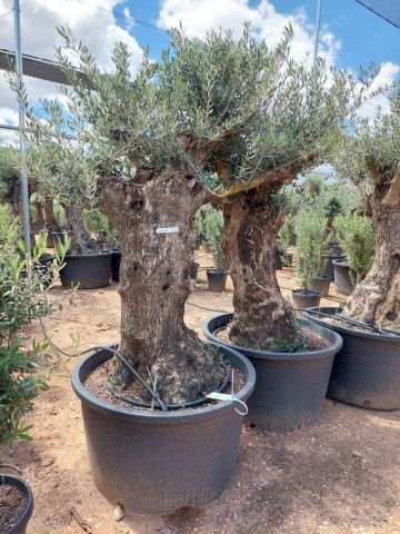 OLEA EUROPAEA BONSAI C285-450L 80/100 HT200/250