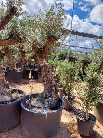 OLEA EUROPAEA BONSAI C285-450L 80/100 HT200/250