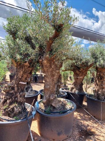 OLEA EUROPAEA BONSAI C285-450L 80/100 HT200/250