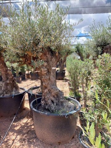 OLEA EUROPAEA BONSAI C285-450L 80/100 HT200/250