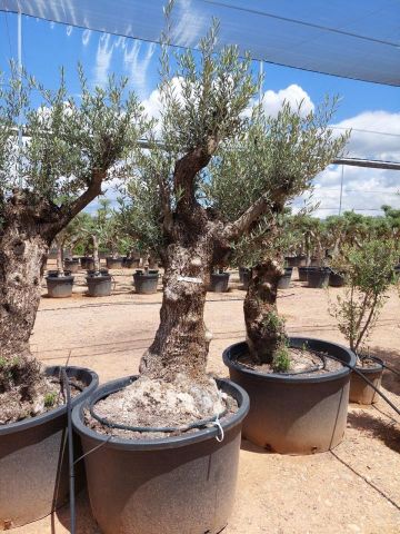 OLEA EUROPAEA BONSAI C285-450L 80/100 HT200/250
