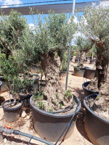 OLEA EUROPAEA BONSAI C285-450L 80/100 HT200/250