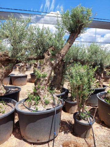 OLEA EUROPAEA BONSAI C285-450L 80/100 HT200/250