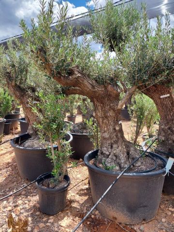 OLEA EUROPAEA BONSAI C285-450L 80/100 HT200/250