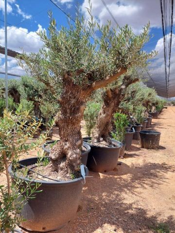 OLEA EUROPAEA BONSAI C285-450L 80/100 HT200/250