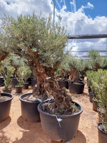 OLEA EUROPAEA BONSAI C285-450L 80/100 HT200/250