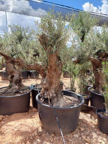 OLEA EUROPAEA BONSAI C285-450L 80/100 HT200/250