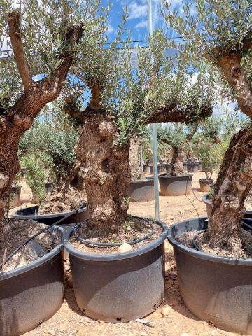 OLEA EUROPAEA BONSAI C285-450L 80/100 HT200/250