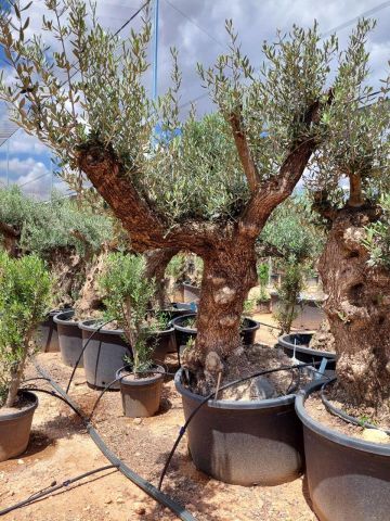 OLEA EUROPAEA BONSAI C285-450L 80/100 HT200/250
