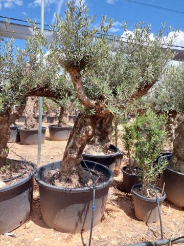 OLEA EUROPAEA BONSAI C285-450L 80/100 HT200/250