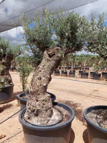 OLEA EUROPAEA BONSAI C285-450L 80/100 HT200/250