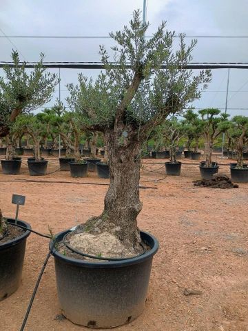 OLEA EUROPAEA BONSAI C285-450L 80/100 HT200/250