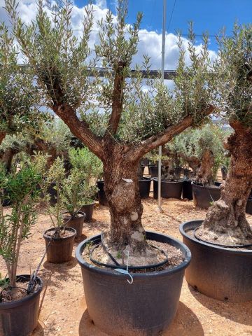 OLEA EUROPAEA BONSAI C285-450L 80/100 HT200/250