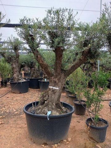OLEA EUROPAEA BONSAI C285-450L 80/100 HT200/250