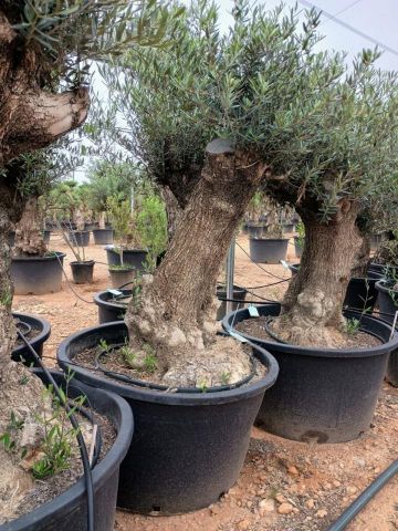 OLEA EUROPAEA BONSAI C285-450L 80/100 HT200/250
