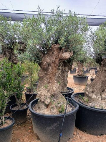 OLEA EUROPAEA BONSAI C285-450L 80/100 HT200/250