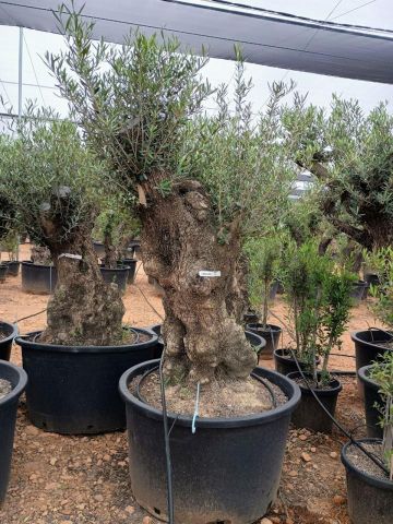 OLEA EUROPAEA BONSAI C285-450L 80/100 HT200/250